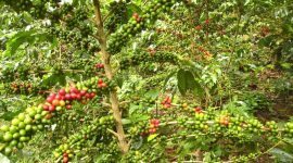 Kebun Kopi Desa Perangkat Baru