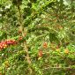 Kebun Kopi Desa Perangkat Baru