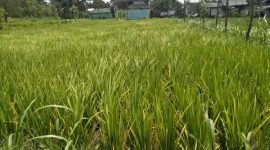 Sawah di Kutai Kartanegara