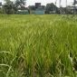 Sawah di Kutai Kartanegara