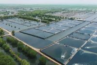 Hujan deras yang mengguyur Desa Ponoragan, Kecamatan Loa Kulu, Kabupaten Kutai Kartanegara (Kukar), pada Selasa (27/5/2025) menyebabkan meluapnya debit air sungai yang berdampak serius pada kolam-kolam budidaya ikan air tawar milik warga.