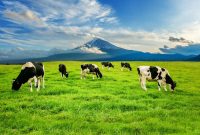 Ilustrasi Peternakan