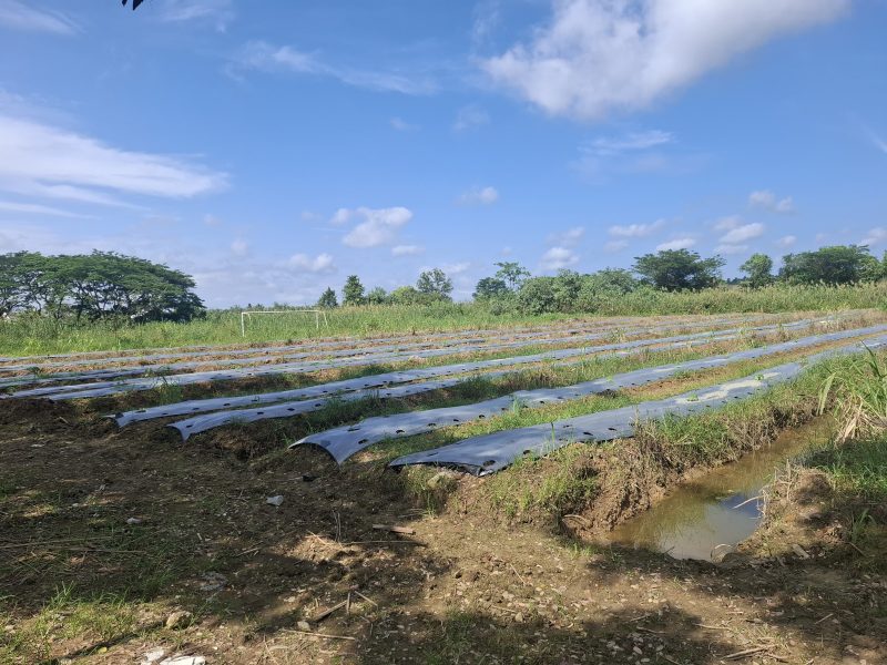 Pertanian Desa Loa Lepu