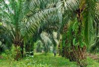 Ilustrasi Kebun Sawit