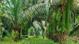 Ilustrasi Kebun Sawit