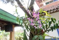 Ilustrasi Desa Wisata Kahala Ilir