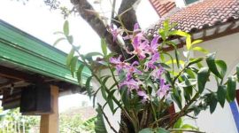 Ilustrasi Desa Wisata Kahala Ilir