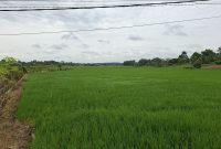 Pertanian Desa Sumber Sari