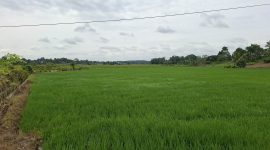 Pertanian Desa Sumber Sari