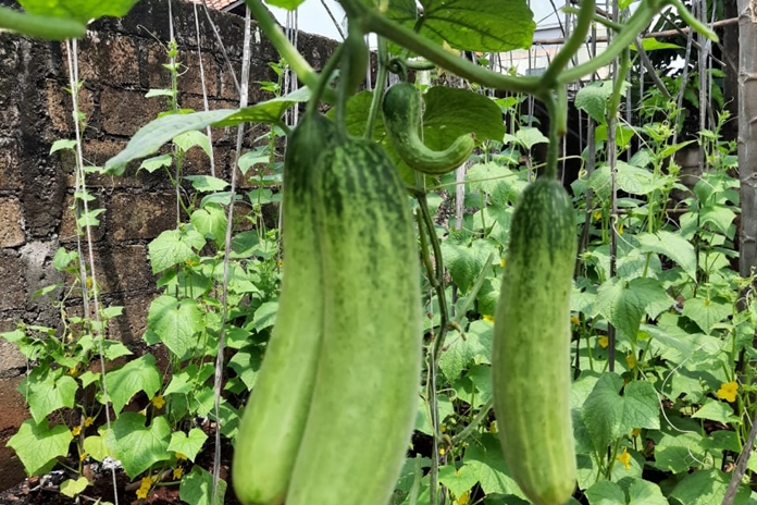 Kepala Desa Sebulu Modern, Kecamatan Sebulu, Kabupaten Kutai Kartanegara (Kukar), Joemadin, menyampaikan bahwa hasil pertanian sayur-sayuran menjadi produk unggulan di desanya.