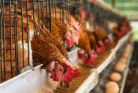 Ilustrasi Peternakan Ayam