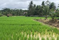 Desa Batuq, Kecamatan Muara Muntai, Kabupaten Kutai Kartanegara (Kukar), memiliki potensi di sektir pertanian yang besar. Namun, pengelolaan sektor ini belum maksimal karena terkendala cuaca ekstrem dan infrastruktur pendukung yang terbatas.