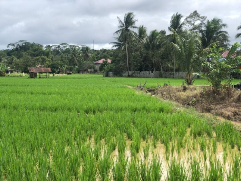 Desa Batuq, Kecamatan Muara Muntai, Kabupaten Kutai Kartanegara (Kukar), memiliki potensi di sektir pertanian yang besar. Namun, pengelolaan sektor ini belum maksimal karena terkendala cuaca ekstrem dan infrastruktur pendukung yang terbatas.
