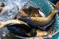 Pemerintah Desa Batuq, Kecamatan Muara Muntai, Kabupaten Kutai Kartanegara (Kukar), memiliki potensi besar di sektor perikanan. Sebagiam warga tidak hanya membudidayakan ikan air tawar seperti ikan mas, tetapi juga menggantungkan hidup sebagai nelayan tangkap.