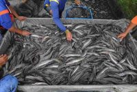 Pemerintah Desa Muara Enggelam, Kecamatan Muara Wis, Kabupaten Kutai Kartanegara (Kukar) menjadikan ketahanan pangan sebagai salah satu fokus pembangunan desa. Program ini dijalankan sejalan dengan arahan pemerintah, dengan tujuan memenuhi kebutuhan pangan sekaligus meningkatkan kesejahteraan warga.