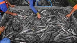 Pemerintah Desa Muara Enggelam, Kecamatan Muara Wis, Kabupaten Kutai Kartanegara (Kukar) menjadikan ketahanan pangan sebagai salah satu fokus pembangunan desa. Program ini dijalankan sejalan dengan arahan pemerintah, dengan tujuan memenuhi kebutuhan pangan sekaligus meningkatkan kesejahteraan warga.