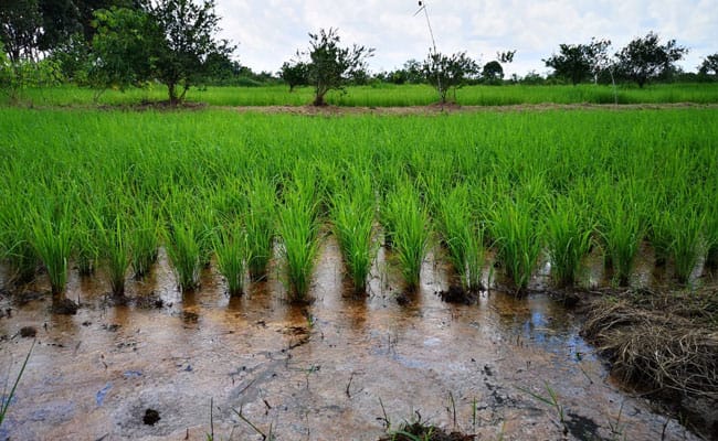 Pemerintah Desa Karang Tunggal, Kecamatan Tenggarong Seberang, Kabupaten Kutai Kartanegara (Kukar) kini menjadikan pertanian sebagai tumpuan utama dalam membangun kemandirian pangan warganya.